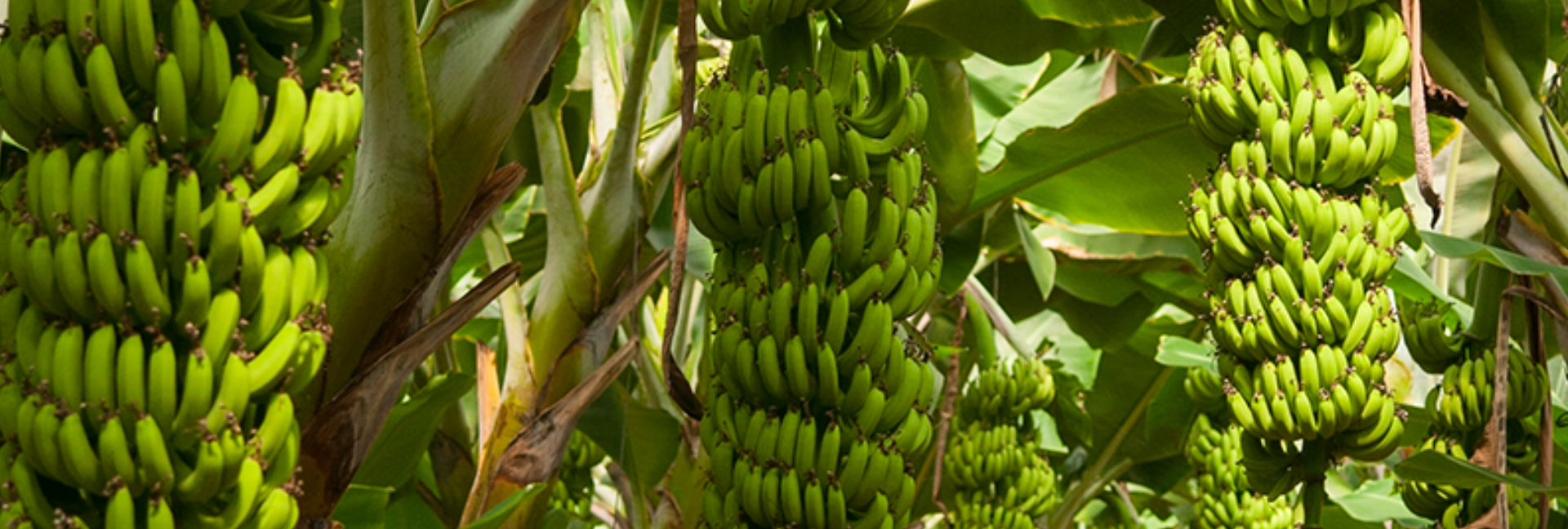 Vitropic Banane