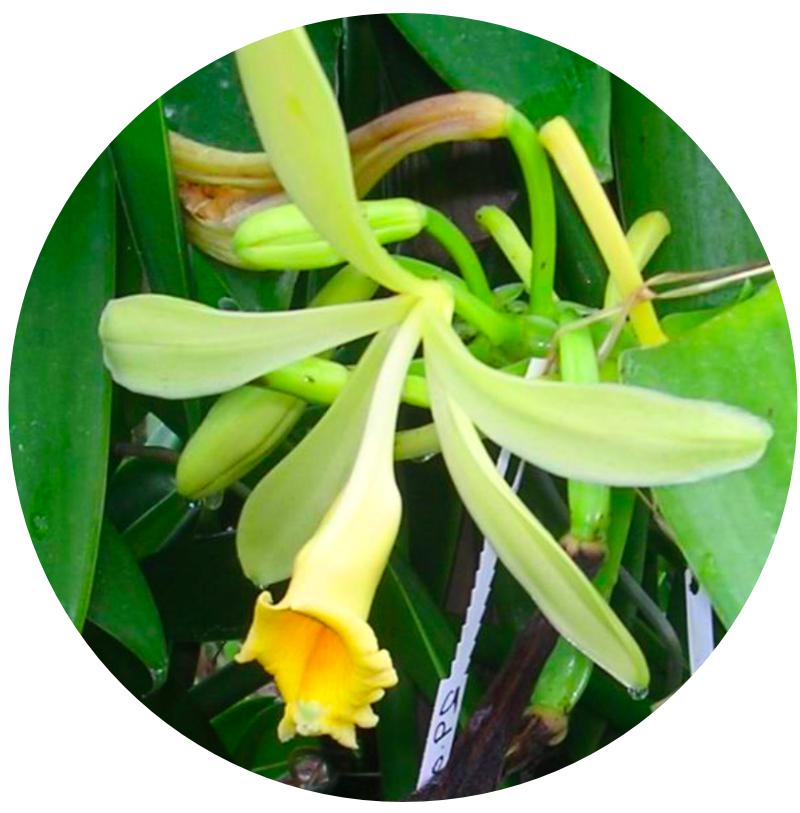 Ananas